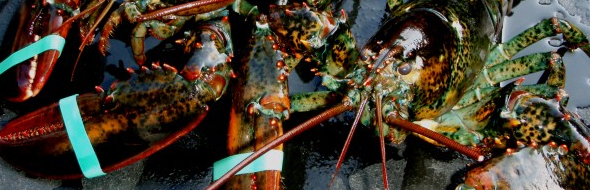 affordable maine live lobster