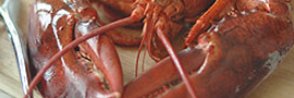 affordable Maine live lobster